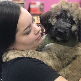 Saint Berdoodle Puppies from My-T Saint Berdoodles
