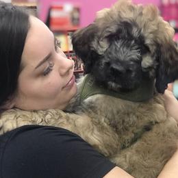 Saint Berdoodle Puppies from My-T Saint Berdoodles