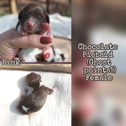 Pink - Piebald female Dachshund puppy in Allons, Tennessee from Amber's Flock Homestead