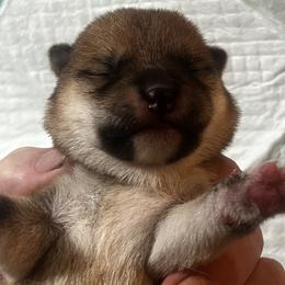 Messi - Red male Shiba Inu puppy in Brecksville, Ohio from Shomaisou Shiba Inu