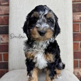 Declan - Blue merle male Bernedoodle puppy in Owasso, Oklahoma from Kallams Bernedoodles & Bernese Mountain Dogs