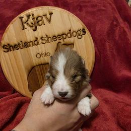 Peanut - Sable and white male Shetland Sheepdog puppy in Greenfield, Ohio from Kayla's Shelties