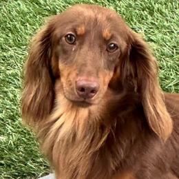 Oz - Dachshund