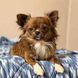Brody - Chihuahua
