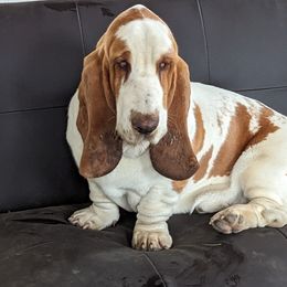 Basset Hound All Grown Up from Southern City Bassets