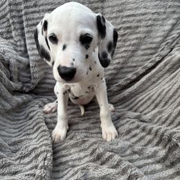 Miss Blue - White and black female Dalmatian puppy in Chehalis, Washington from Dalmatian Vacation