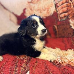 Girl 3 - Black and white female Aussiedoodle puppy in Vinemont, Alabama from Puppy Pals