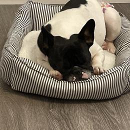 French Bulldog Puppies from Peaceful Prayers French Bulldogs