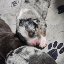 Milkyway BMM - Blue merle male Australian Shepherd puppy in Rainsville, Alabama from Chaparro Farm