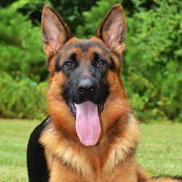 German Shepherds from CVH Kennel