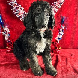 Aspen - Phantom male Poodle puppy in Philadelphia, Pennsylvania from The Stone’s Poodles