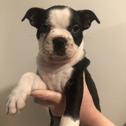Boston Terrier Puppies from Saltese Acres Boston Terriers