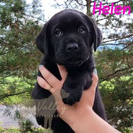 Helen - pink collar - Black Labrador Retriever puppy in Huntingdon, Pennsylvania from Stone Valley Labrador Retrievers