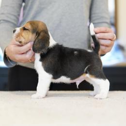 Alvin - male Beagle puppy in Atlanta, Georgia from Sinaj