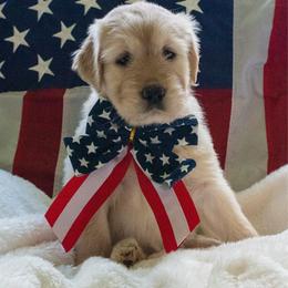 Summer - Cream female Goldendoodle puppy in Glennville, Georgia from Pickle Creek Kennels