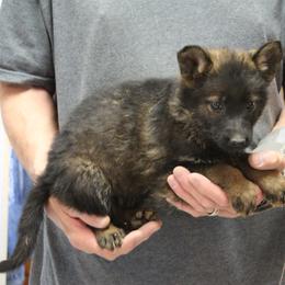 Yadahs Violet Girl - Sable female German Shepherd puppy in Lake George, Colorado from High Country German Shepherds