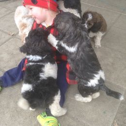 Poodle Puppies from Taylor's Standard Poodles