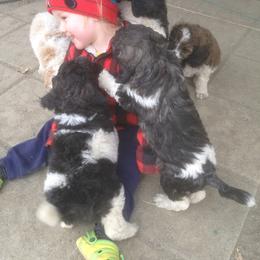 Poodle Puppies from Taylor's Standard Poodles