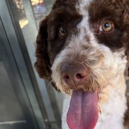 Bailey - Labradoodle