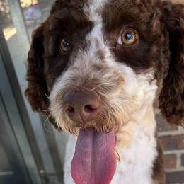 Bailey - Labradoodle