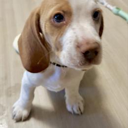 AKC Reg AKC microchipped Black Collar - Red and white male Beagle puppy in Las Vegas, Nevada from Hound Kings