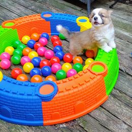 Cardigan Welsh Corgi Puppies from Solstice Kennels