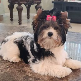 Kaylie - Biewer Terrier