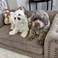 Mal-Shi and Shihpoo Puppies from 3 doodles’ littles