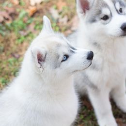 Siberian Husky Puppies from Zobela Siberians
