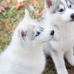 Siberian Husky Puppies from Zobela Siberians