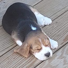 Beagle Puppies from Long Creek Beagles