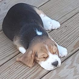 Beagle Puppies from Long Creek Beagles