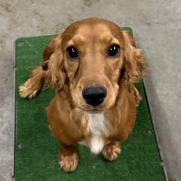 Corky - English Cocker Spaniel