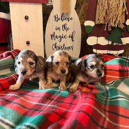 Dachshund Puppies from Little e Dachshunds