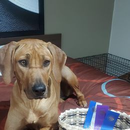 Rhodesian Ridgeback All Grown Up from Zanata Rhodesian Ridgebacks