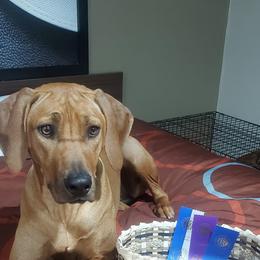 Rhodesian Ridgeback All Grown Up from Zanata Rhodesian Ridgebacks