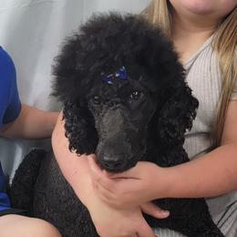 Roxi - Poodle