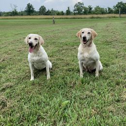 Labrador Retriever All Grown Up from On Point Labradors
