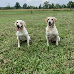 Labrador Retriever All Grown Up from On Point Labradors