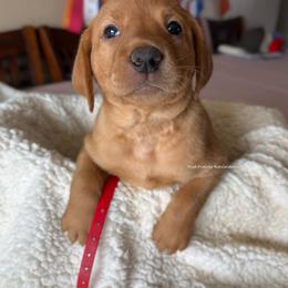 Red - Yellow male Labrador Retriever puppy in Gillete, Wyoming from Red Prairie Retrievers