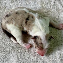 Autumn - Red merle female Border Collie puppy in Rickman, Tennessee from Roaring River Border Collies