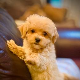 Crumpet - Apricot male Maltipoo puppy in Lancaster, South Carolina from 3 Bs Havanese-PUPPIES with  PURPOSE