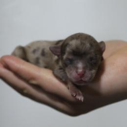 Caramel Toffee - Merle female Chihuahua puppy in Willamina, Oregon from Cherished Chihuahuas