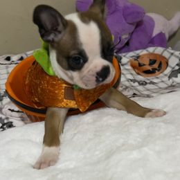 Boston Terrier and French Bulldog Puppies from Angie's Little Bostons And Frenchies