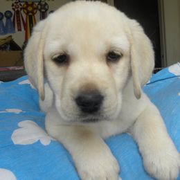 Labrador Retrievers from Snowbrook Labs