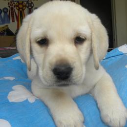 Labrador Retrievers from Snowbrook Labs