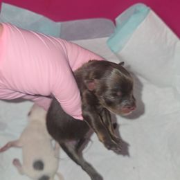 Girl 1 - Chocolate and tan female Pomeranian puppy in Angleton, Texas from Pomeranian Palace, LLC