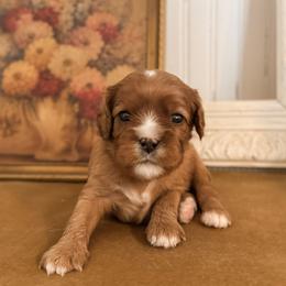 Cavalier King Charles Spaniel puppies from Windy Pines Ranch