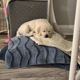 Golden Retriever Puppies from Lakeshore Goldens FXBG