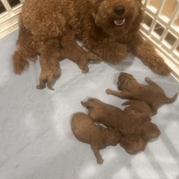 Goldendoodle and Poodle Puppies from Poodle Lovers